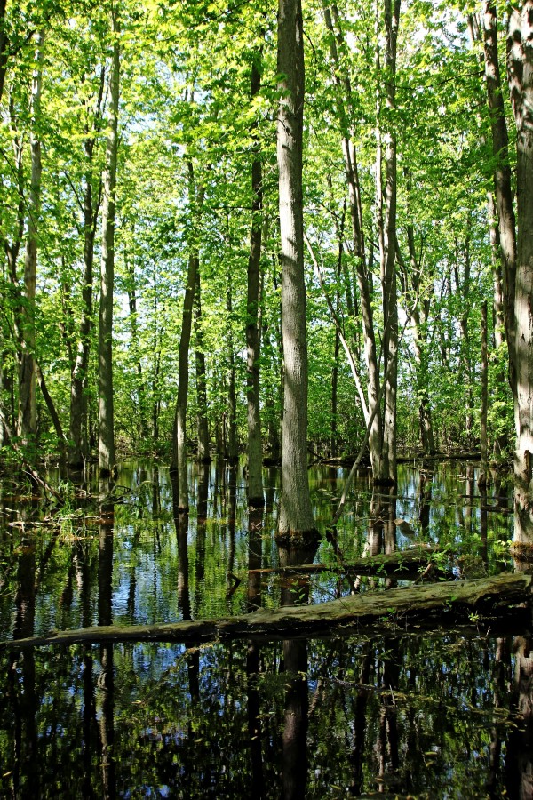 Wild Goose Woods Pond I by Deb Oppermann